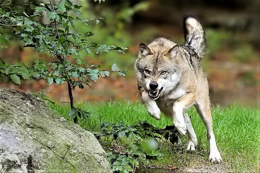 He wolf