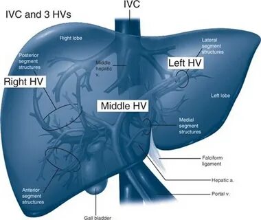 Liver auto