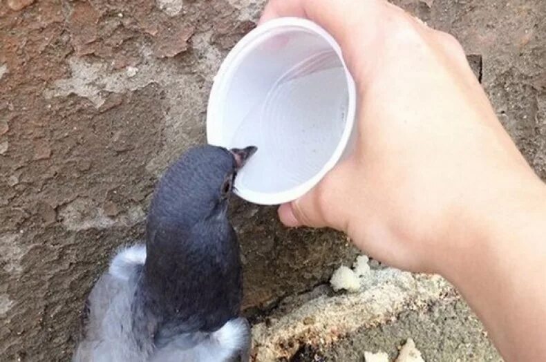 Голубь пьющий воду. Голубь пьет. Голуби пьют воду. Голубь в воде. Поилки в голубятне.