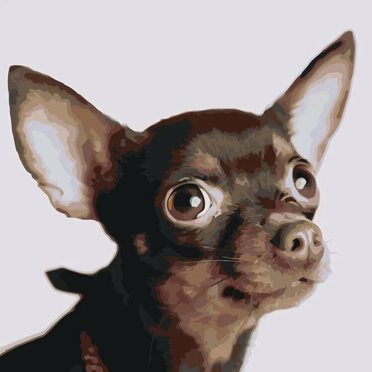 Русский той один дома. Той терьер. Русский той один дома. Русский той один дома. Той терьер.