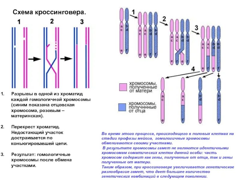 Процесс обмена участками между гомологичными хромосомами. Схема распределения генов при кроссинговере. Хромосомы половых клеток гомологичные. Материнские и отцовские хромосомы. Гомологичные участки хромосомы это.