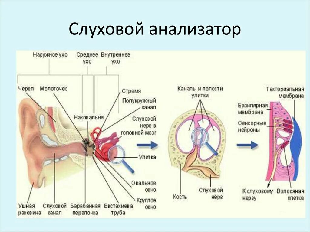 Строение слуховых рецепторов улитки. Строение уха рецепторы улитки. Строение уха слуховые рецепторы. Строение слухового рецептора. Круглое окно внутреннего уха