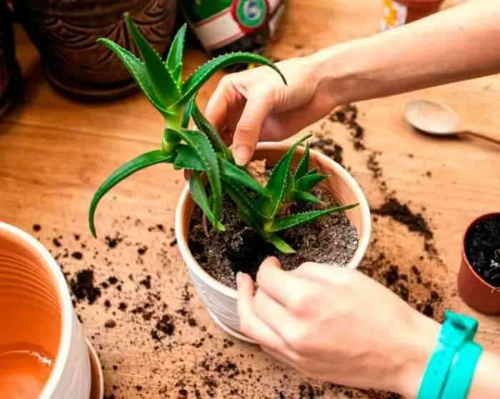 Корни алоэ вера. Как рассадить алоэ. Как рассадить алоэ. Пересаживание алоэ. Как рассадить алоэ.