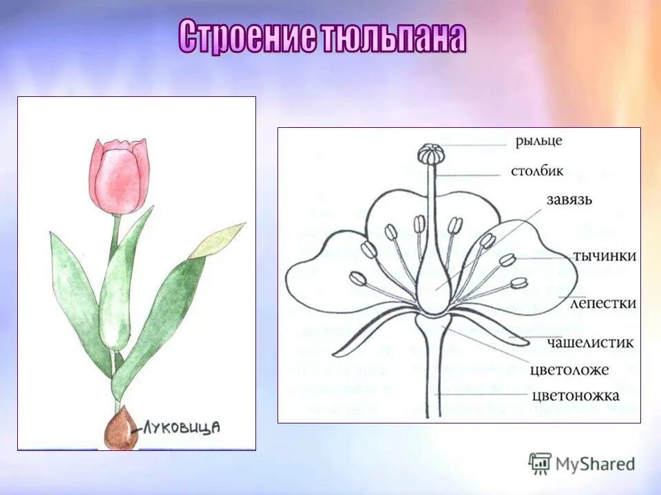 В изображенном на рисунке опыте тюльпан. Семейство Лилейные строение тюльпана. Строение цветка лилейных схема. Строение цветка лилейных. Строение цветка тюльпана схема рисунок.