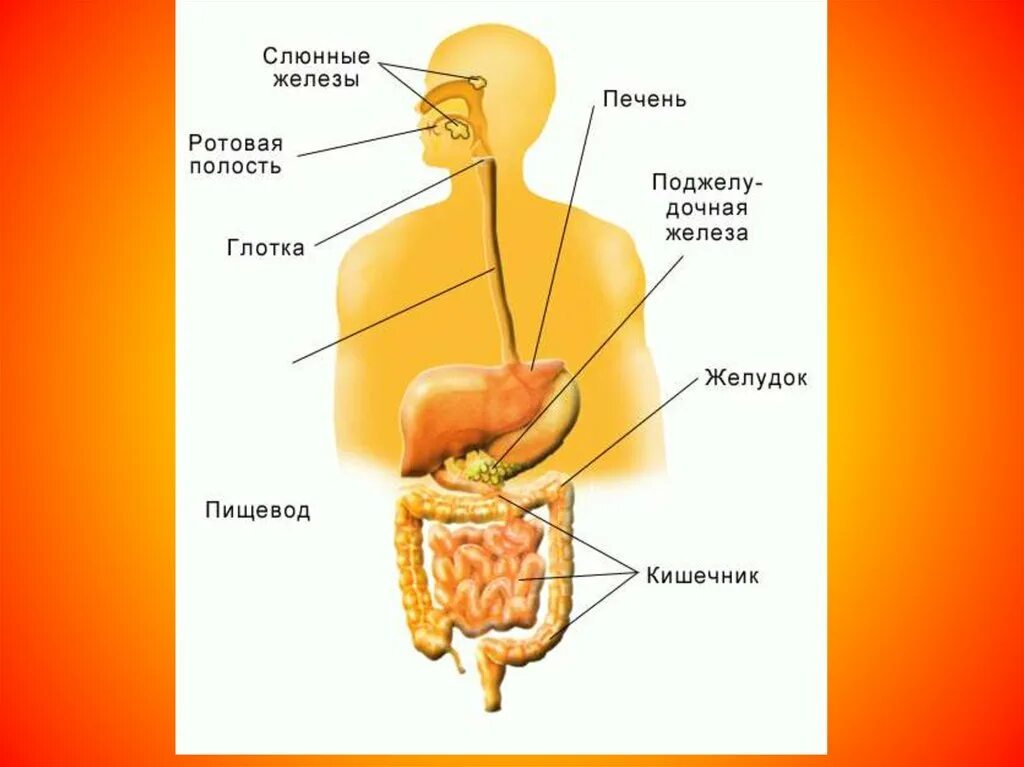 Печень ротовую полость пищевод и желудок. Система пищеварения человека. Пищеварительный тракт человека. Строение пищеварительной системы человека. К пищеварительному тракту относят.