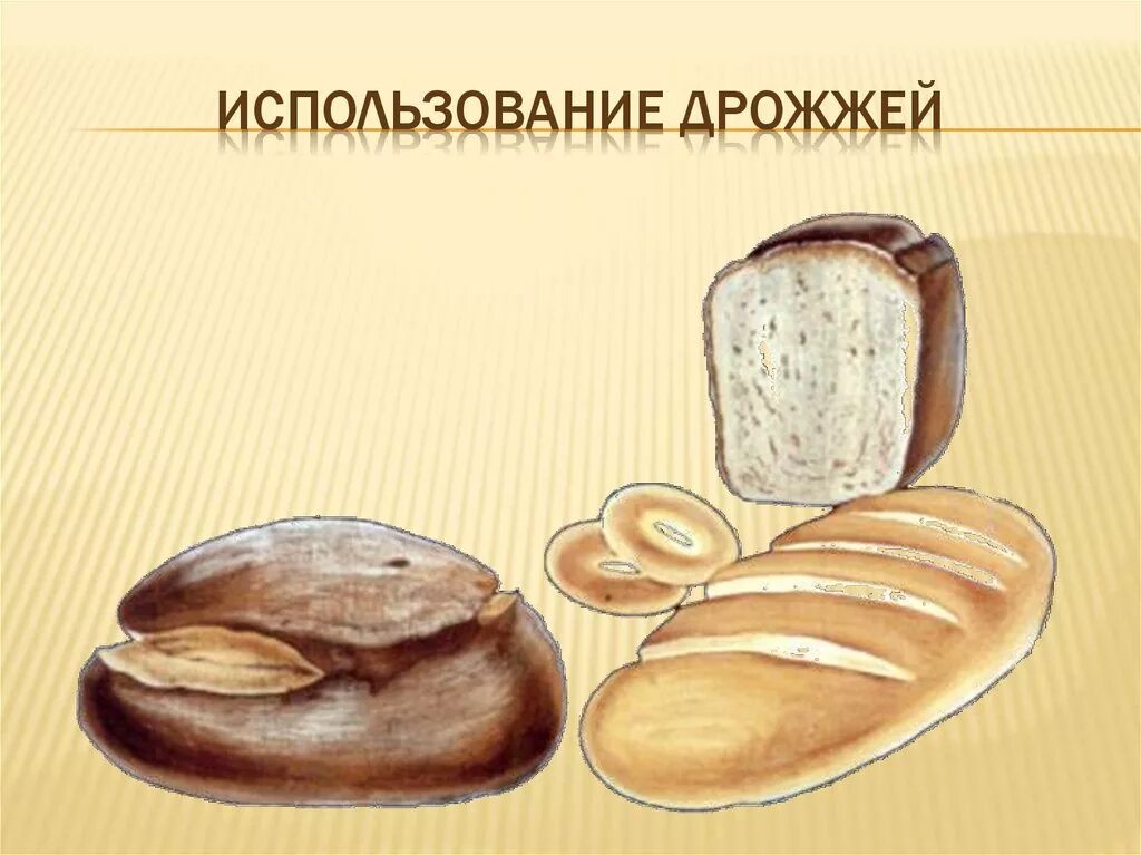 Дрожжевые грибы в жизни человека. Использование дрожжей. Где используют дрожжи. Гриб для производства хлеба. Грибы в хлебопечении.