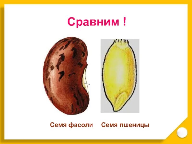 Сравните строение семян фасоли. Строение семени фасоли и пшеницы. семя фасоли и семя пшеницы. строение семян презентация. семечко фасоли.