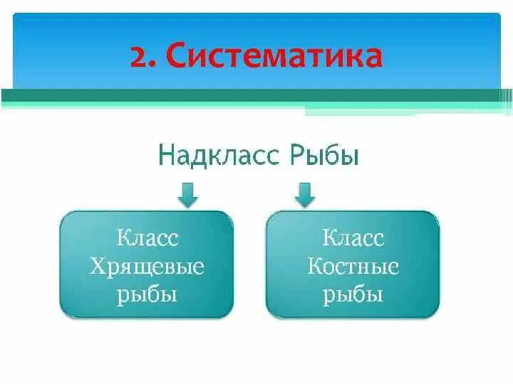 Систематика рыб. Классификация рыб. Класс рыбы классификация. Рыбы делятся на два класса хрящевые и костные. Классификация рыб класс