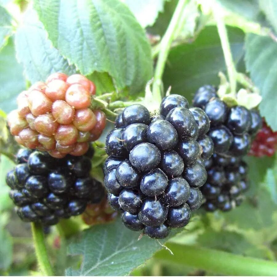 Ежевика бесшипная бжезина. Ежевика сорт полар. Ежевика полар описание сорта. Ежевика бесшипная полар. Чем отличается ежевика от ежемалины.