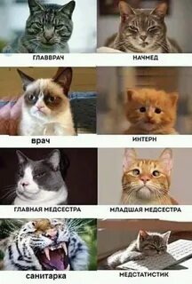 Начмед это