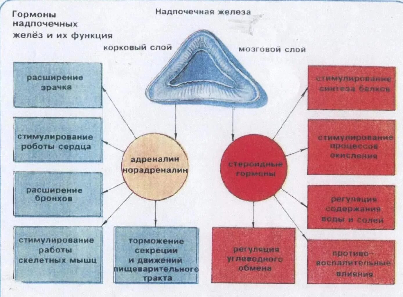 Схема выработки гормонов надпочечников. Надпочечники гормоны и функции таблица. Гормоны мозгового слоя надпочечников структура. Гормоны надпочечников железы таблица. Надпочечники гормон роста