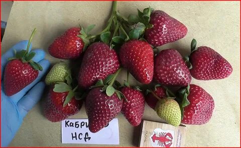 Клубника кабрило описание и отзывы