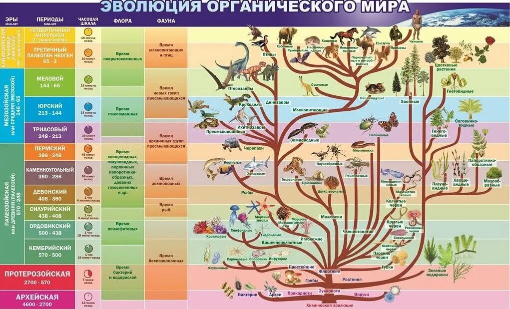 Этап эры живой природы
