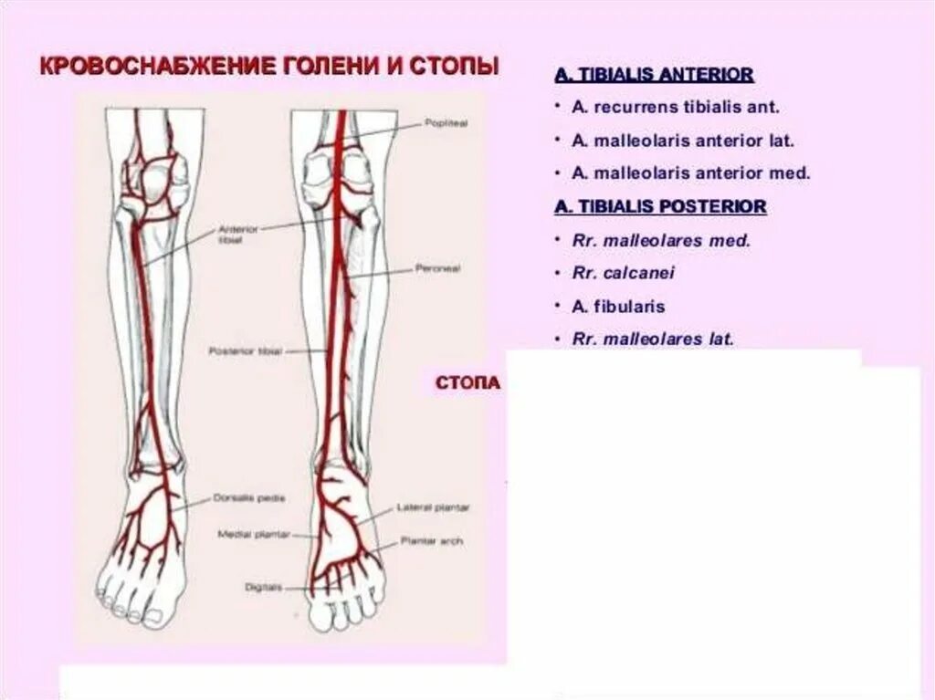 Кровоснабжение голени и стопы анатомия. Кровоснабжение голеностопного сустава схема. Тыльная артерия стопы анатомия. Артерии нижних конечностей анатомия схема. Основные артерии стопы