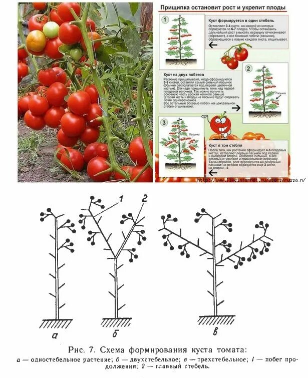 На рынке грунтовых томатов в стране z. Томат детерминантный черри. Пасынкование томатов черри. Формировка куста томата в открытом грунте. Помидоры черри пасынкование схема.