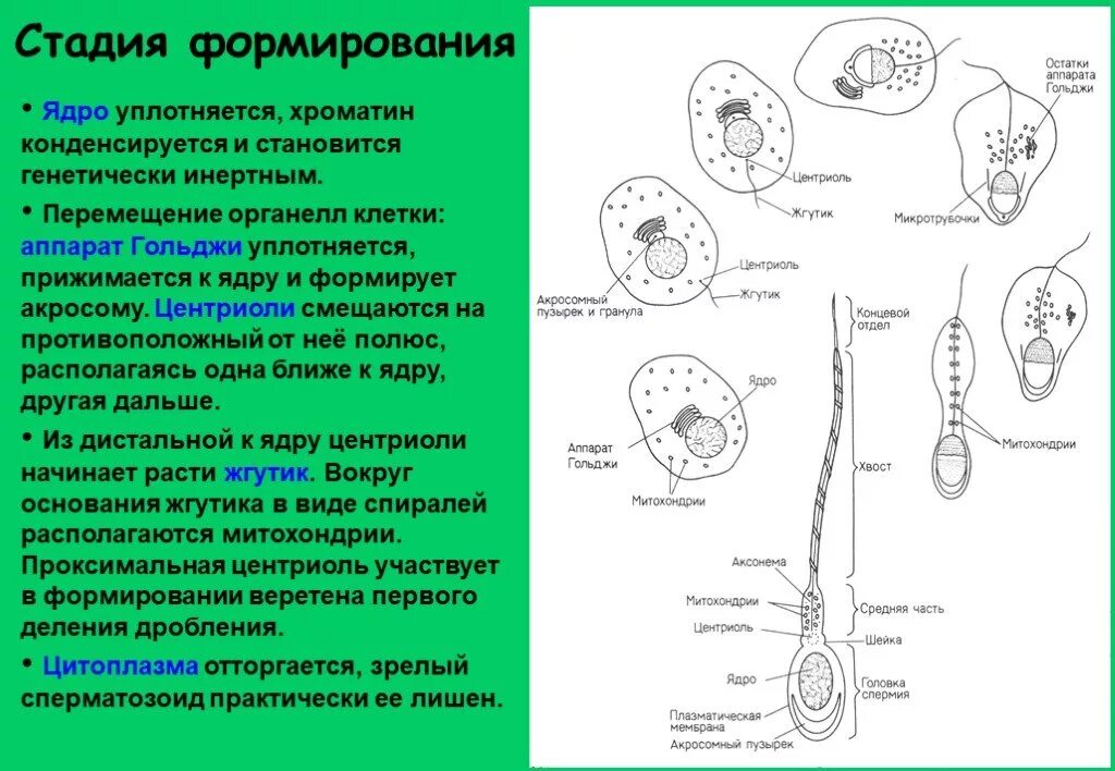 Мужскими половыми клетками являются. Мужские половые клетки на разных стадиях развития. Дистальная центриоль спермия. Центриоли сперматозоида. Строение половых клеток.