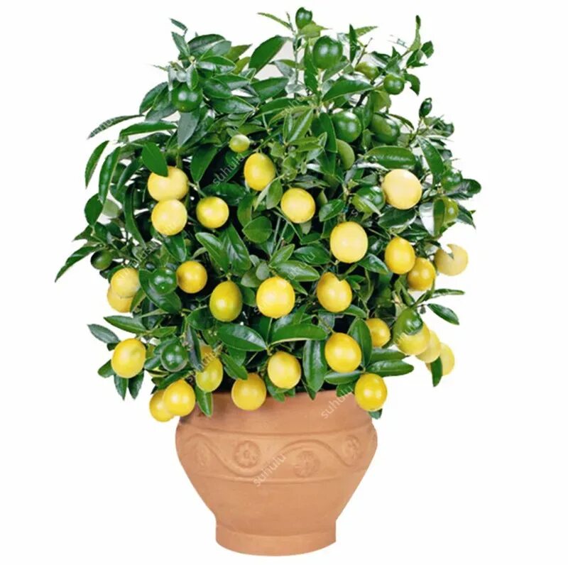 Маленькое лимонное дерево. Цитрус (комнатное растение) лимон Мейера. Цитрус лимон дерево. Лимонное дерево комнатное. Цитрофортунелла бонсай.