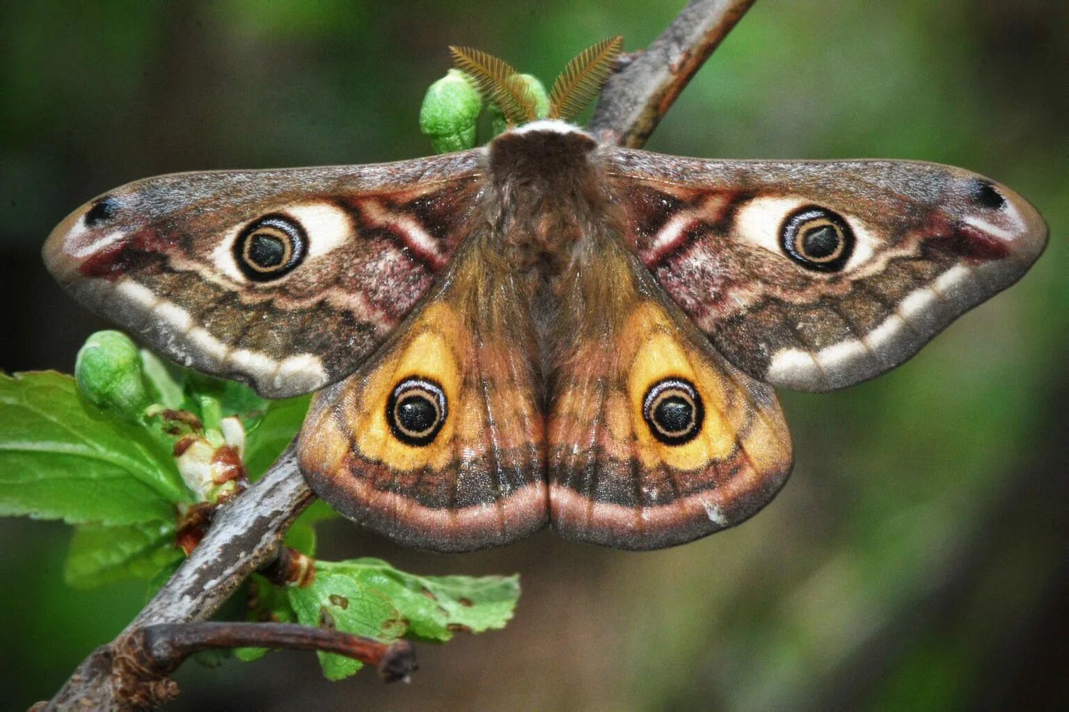 Бабочка Сатурния Павлиноглазка. Бабочка Saturnia Pavonia. Павлиноглазка малая Saturnia Pavonia. Малый ночной павлиний глаз бабочка. Чем питается бабочка павлиноглазка