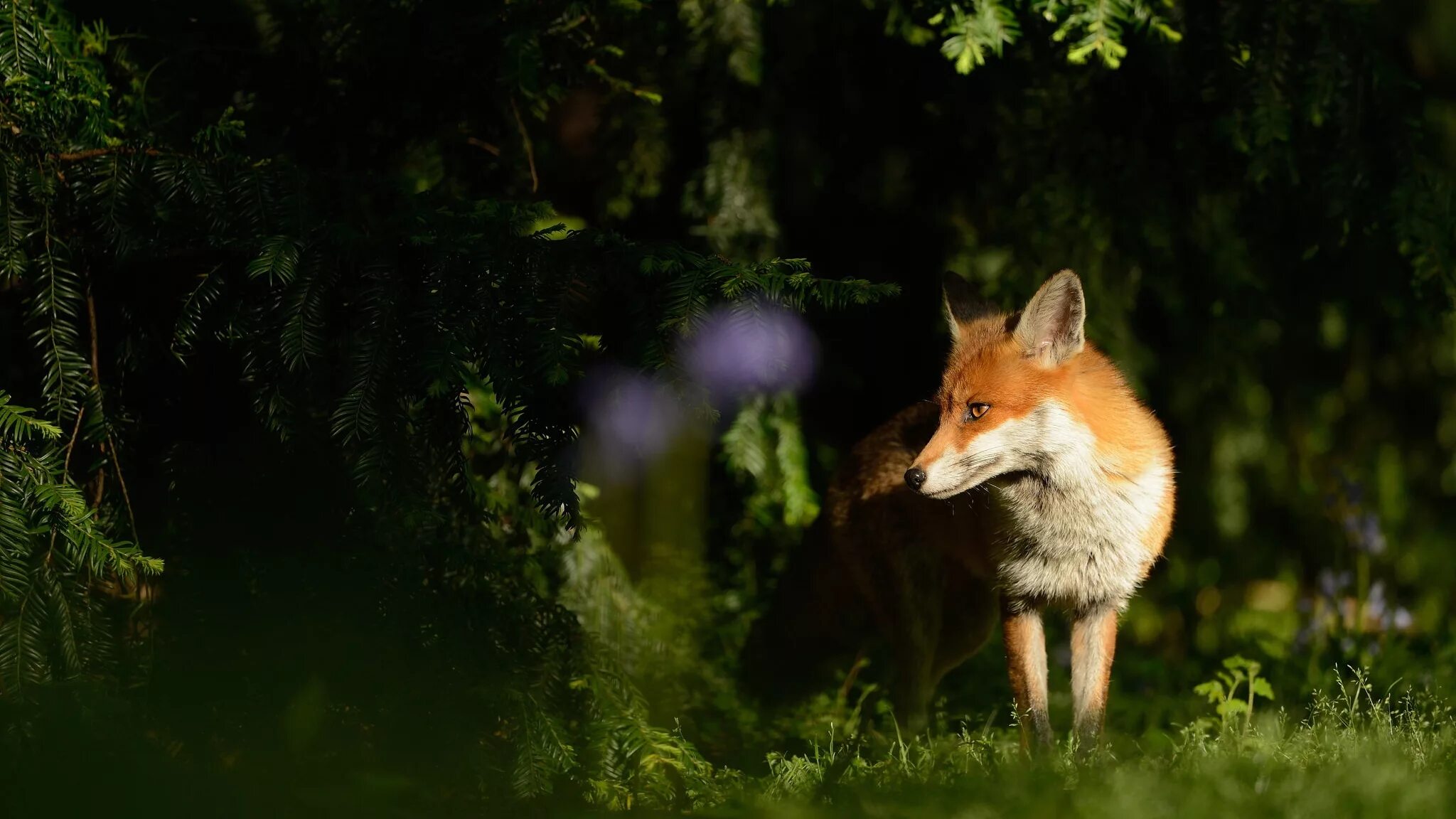 обыкновенная лисица (рыжая лисица). звери леса. лиса в широколиственном лесу. «лиса в лесу». лиса.