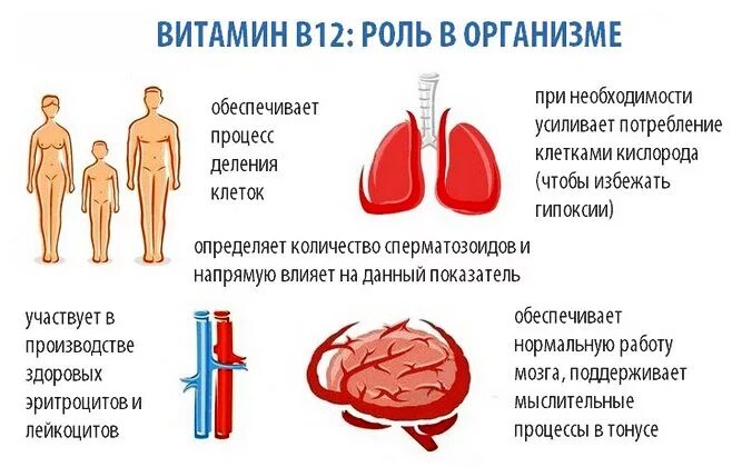 Для чего нужен b6. Роль витамина b12 в организме человека. Витамин в12 роль в организме. Роль витамина в12. Роль витамина б12.
