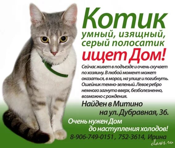 Кошка ищет дом объявление. Объявление кошечка ищет дом. Котик с объявлением. Объявление о пристройстве кошки. Как написать объявление кошка