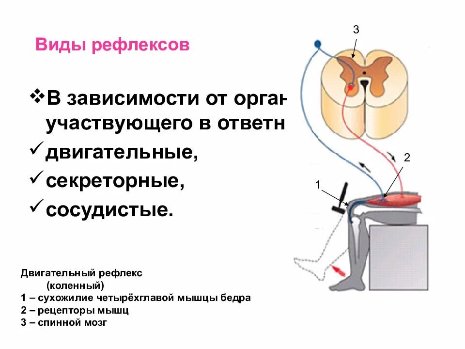 Условный тип рефлекса. Виды рефлексов физиология. Рефлексы физиология человека. Виды рефлексов примеры. Виды рефлексов анатомия.