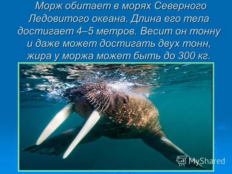 Морж приспособление к среде обитания. Морж Северного Ледовитого океана. Морж обитает. Сообщение о животных Северного Ледовитого океана. Кто обитает в Ледовитом океане.