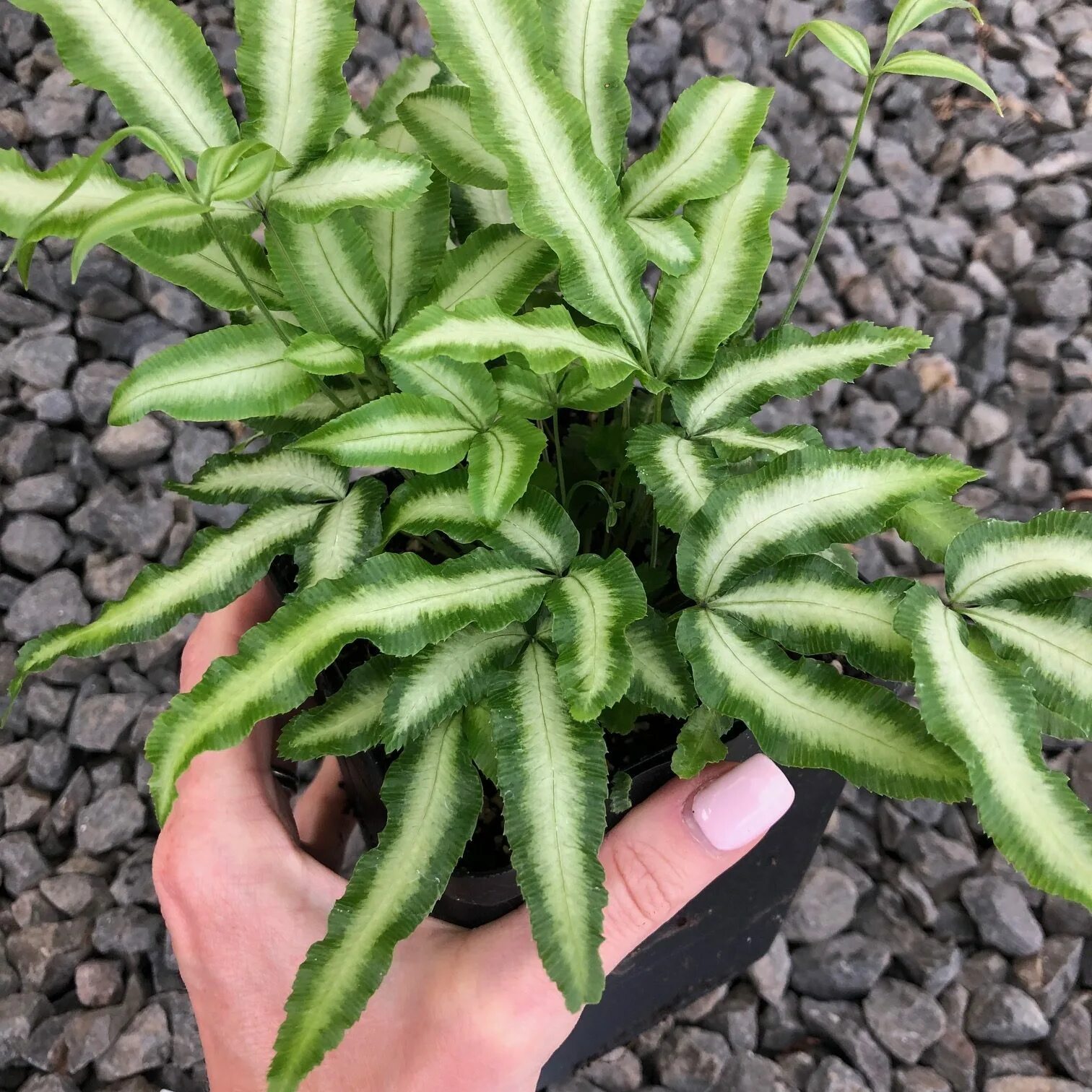 Папоротник птерис альболинеата. Птерис. Папоротник комнатный птерис. Птерис серрулата. Птерис.