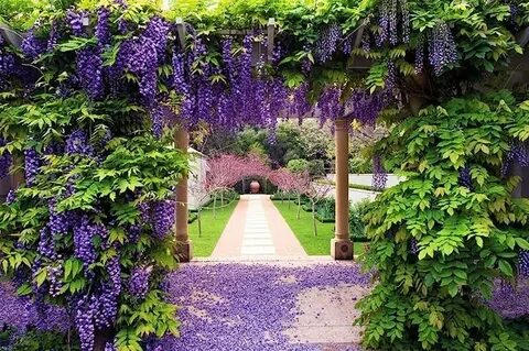 Wisteria