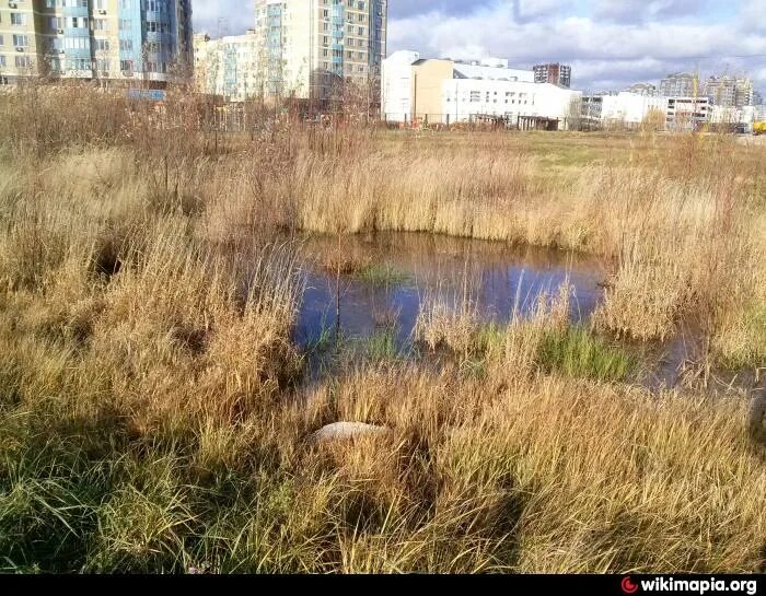 Московское болото. Болота Балашихи. Пашенское болото в Москве. Марфино болото. Фрязино болото.