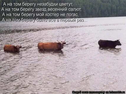 А по берегам туры текст