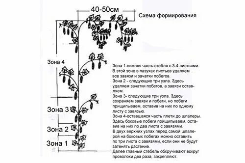 Формировка тыквы в открытом грунте схема. Схема формирования огурцов в один стебель. формировка перца в теплице схема. формировка перца в открытом грунте схема. схема посадки баклажан в грунт.