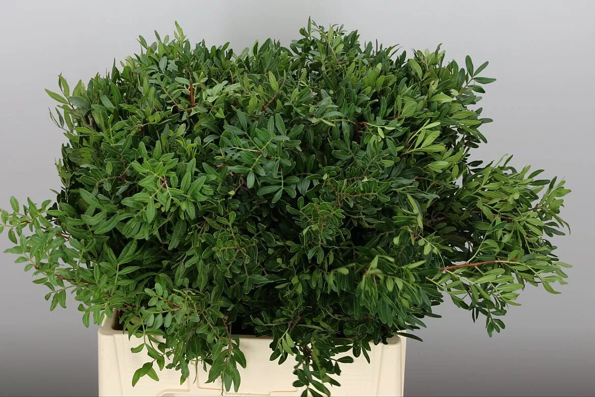 самшит зелень срезка. писташ лонг. писташ leaf. салал банч. писташ leaf.