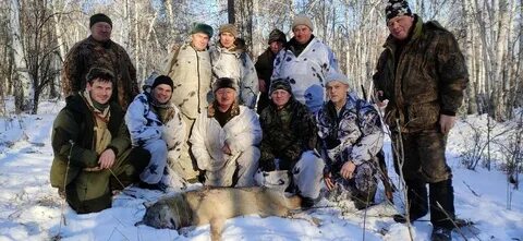 Сроки охоты на волка