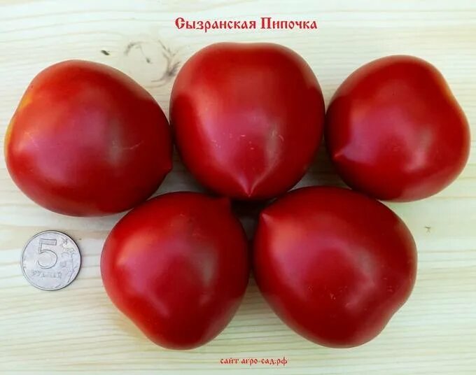 Сызранская скороспелка помидоры. Сорт помидоров сызранская пипочка. Томат самарская пипочка. Томат сызранская пипочка. Томаты сызранская пипочка описание сорта фото отзывы.