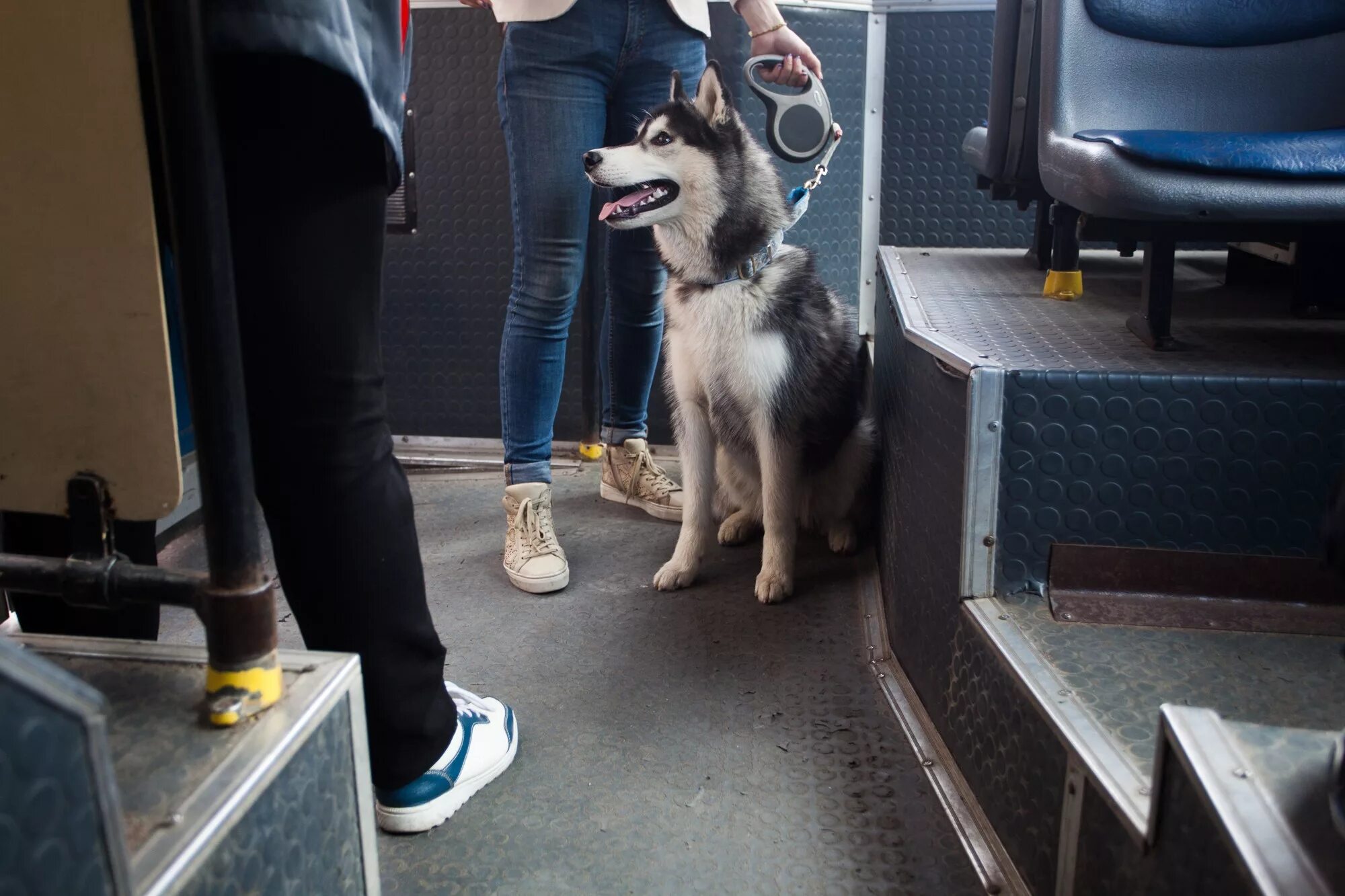 Можно ходить с собаками в магазин. Собака в общественном транспорте. Хаски в общественном транспорте. Хаски в автобусе. Собака транспорт.
