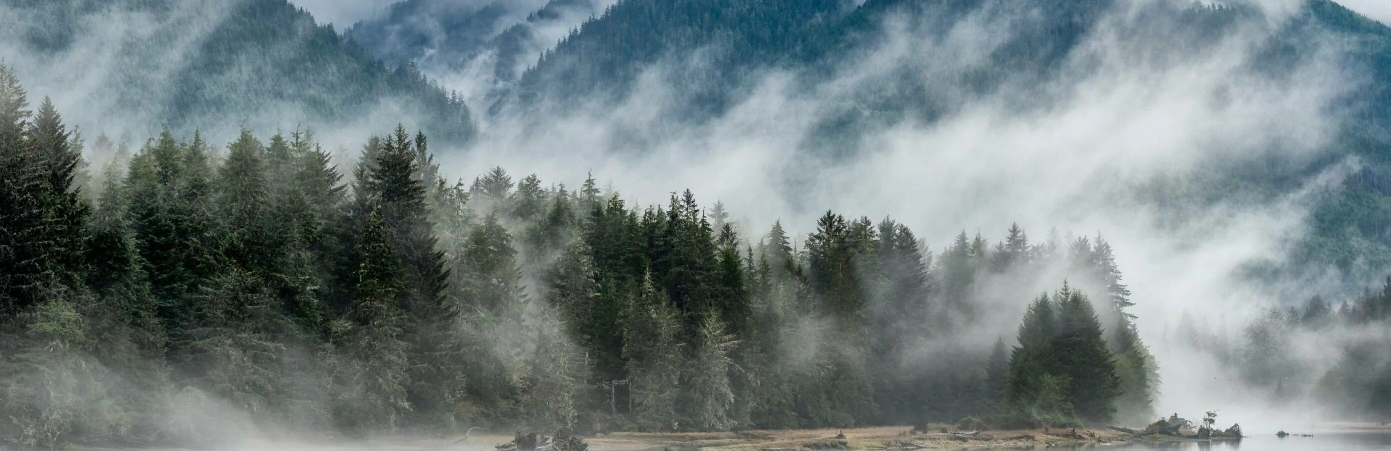 In the fog портал