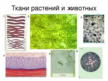 Контрольная работа по биологии клетка ткани