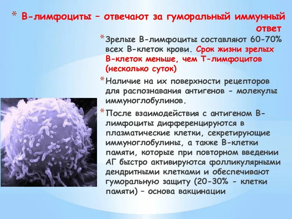 Количество т клеток. В1 лимфоциты продуцирующие иммуноглобулины. Б-лимфоциты иммунной системы. Лимфоциты т-лимфоциты плазмоциты. В1-лимфоциты синтезируют.