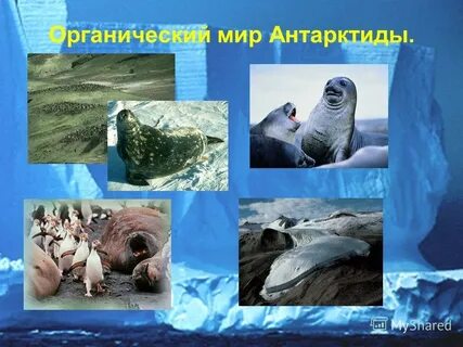 Организмы антарктиды