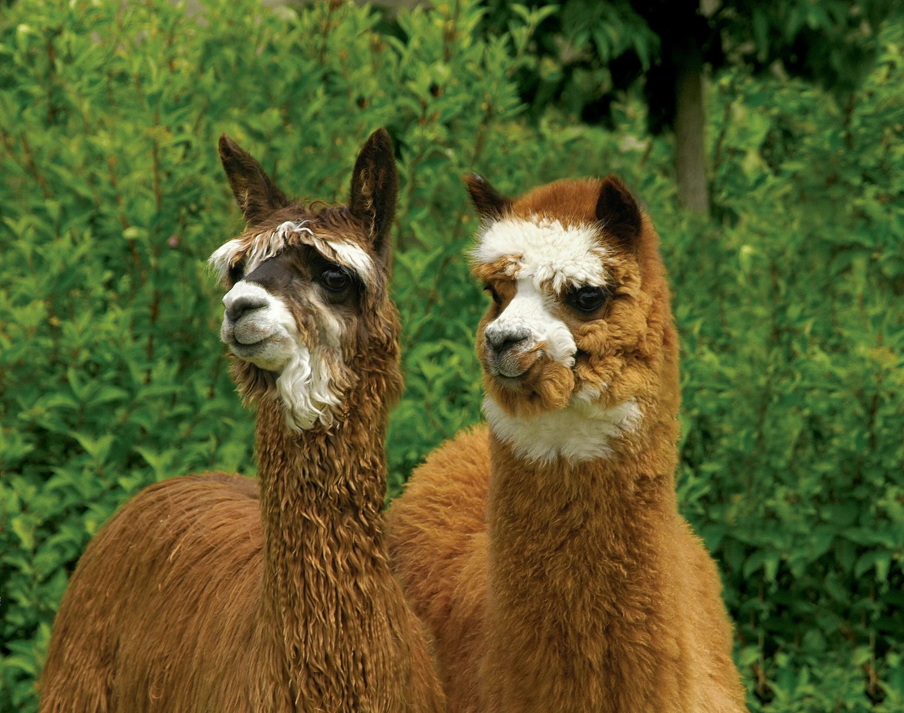 Look they animals. Альпака аргентина. Лемур шерстокрыл. Мара патагонский заяц. Look they animals.