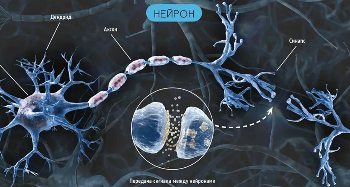 Нейрон Аксон дендрит синапс. Аксон дендрит синапс. Нейроны аксоны дендриты синапсы. Дендрит тело нейрона Аксон синапс.
