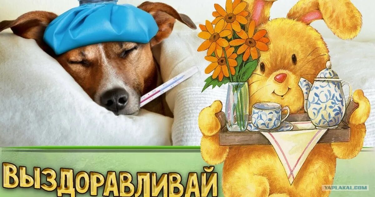 пожелания здоровья. поздравление человеку который болеет. пожелания скорейшего выздоровления. пожелания скорейшего выздоровления. открытки с выздоровлением.