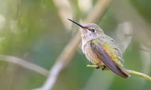 Sleep hummingbird