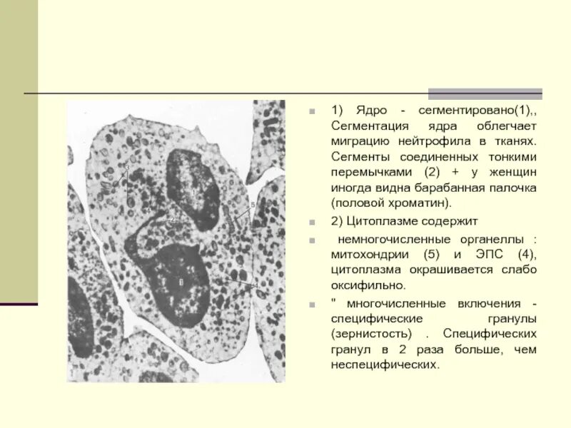 Ядра половых. В ядрах клеток тельца барра. Оплодотворение яйцеклетки сперматозоидом. Ядра половых. Гаплоидный набор хромосом характерен для.