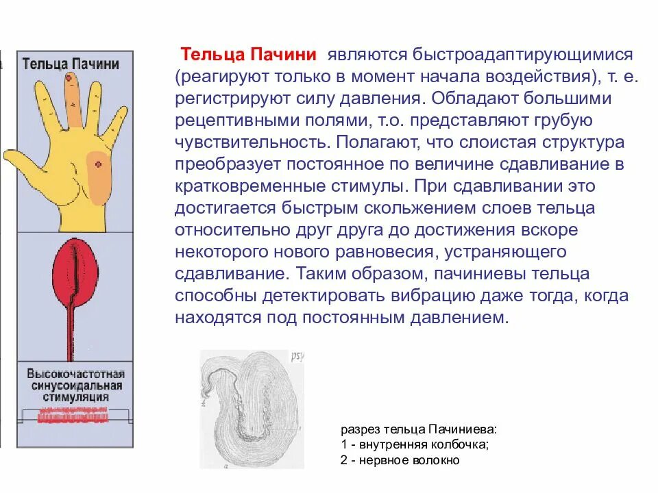 Тельца фатера Пачини функции. Пластинчатое тельце фатера-Пачини строение. Тельца Пачини двигательного анализатора. Тельца фатера Пачини являются рецепторами. Тельца фатера