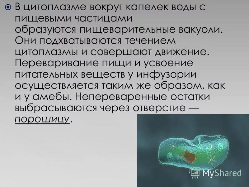 Зачем нужны простейшие организмы. Вокруг частиц пищи у простейших образуются пищеварительные вакуоли. Переваривают пищу в пищеварительной вакуоли.