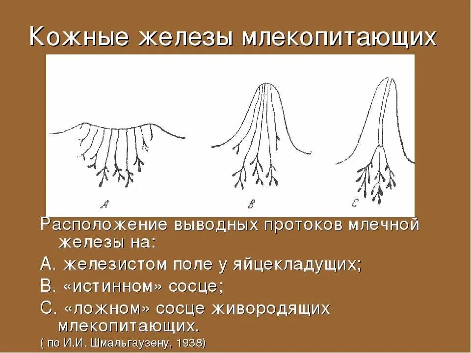 Млечные железы функции. Млечные железы млекопитающих. Млечные железы яйцекладущих млекопитающих. Кожные железы млекопитающих. Строение млечных желез у млекопитающих.