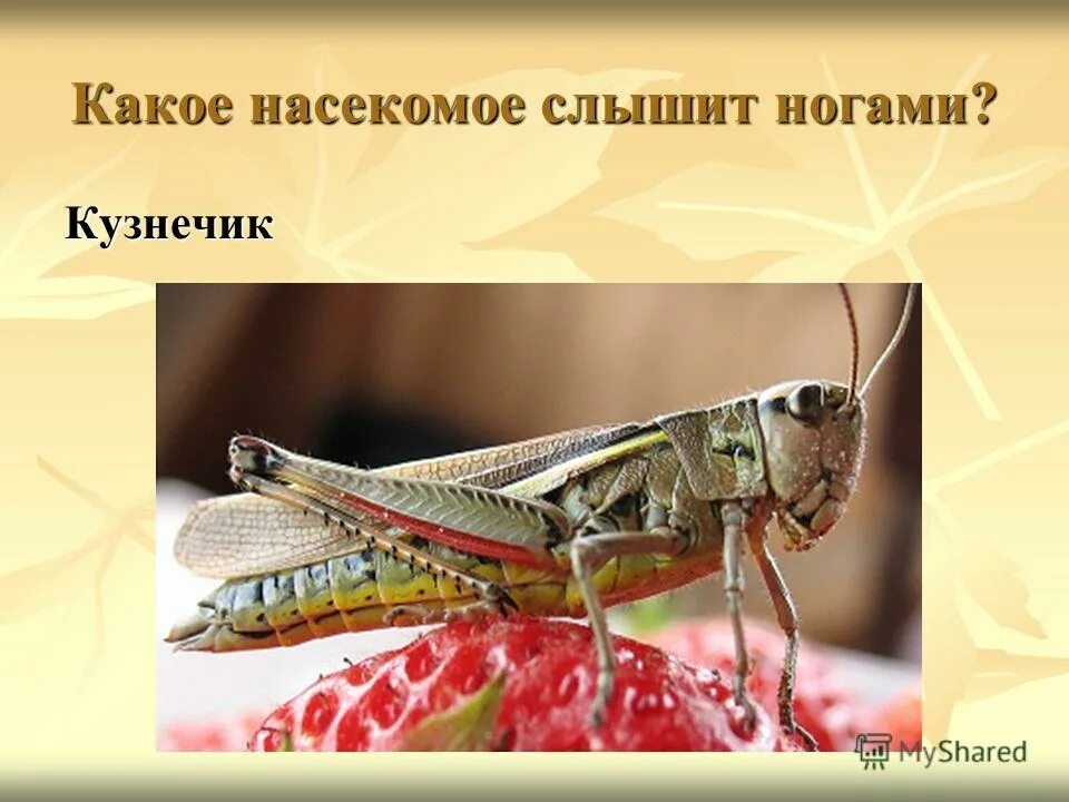 сколько пар конечностей у кузнечика