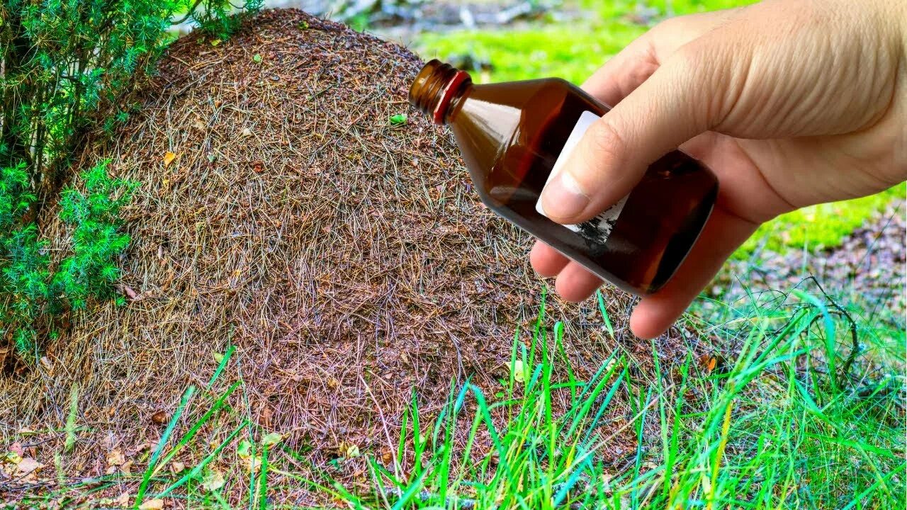 Муравьи на участке. Муравьев на участке.. Борьба с муравьями на садовом участке борной. Муравьи на приусадебном участке.